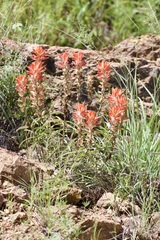 Castilleja