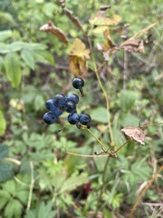 Caulophyllum thalictroides