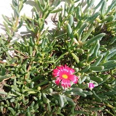 Malephora crocea