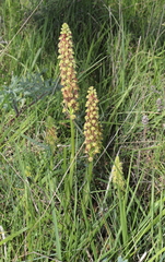 Orchis anthropophora