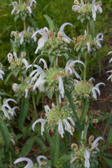 Monarda pectinata