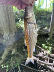 Semotilus corporalis