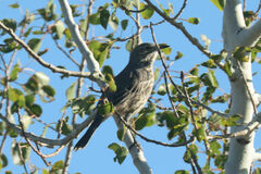 Oreoscoptes montanus