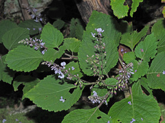 Plectranthus fruticosus