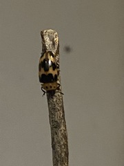 Ischyrus quadripunctatus