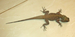 Acanthocercus atricollis