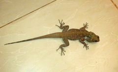 Acanthocercus atricollis