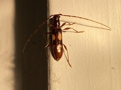 Heterachthes quadrimaculatus