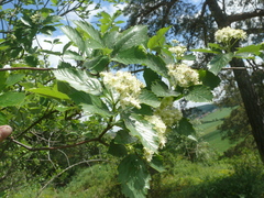 Karpatiosorbus badensis