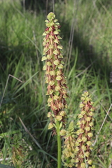 Orchis anthropophora