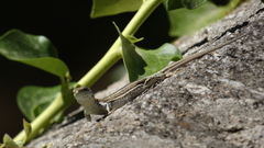 Podarcis guadarramae