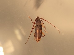 Cerambycinae