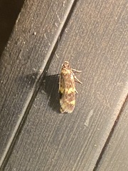 Oegoconia novimundi