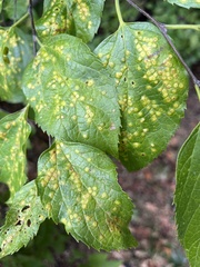 Pachypsylla celtidisvesicula