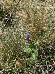 Gentianopsis crinita