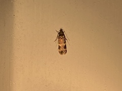 Oegoconia novimundi