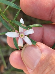 Philotheca queenslandica