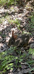 Sylvilagus floridanus