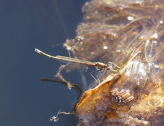 Austrocnemis splendida