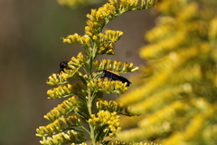 Lycomorpha pholus