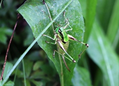 Eupholidoptera schmidti