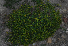 Euphorbia spinosa