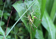 Eupholidoptera schmidti