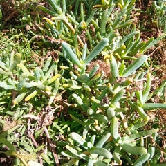 Malephora crocea