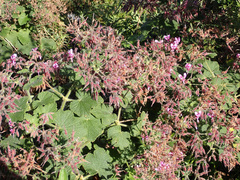 Pelargonium papilionaceum