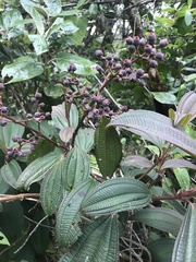 Miconia neurotricha