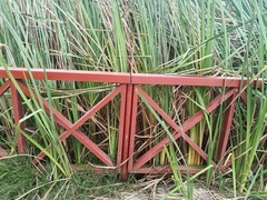 Schoenoplectus americanus