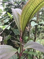 Miconia neurotricha