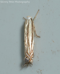 Polyhymno luteostrigella