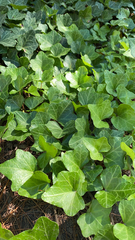Hedera helix
