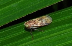 Coelidiinae