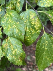 Pachypsylla celtidisvesicula