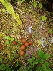 Laccaria bicolor