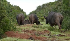 Syncerus caffer caffer