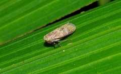 Coelidiinae