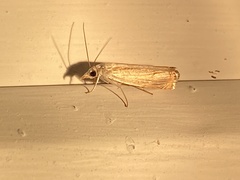 Parapediasia decorellus