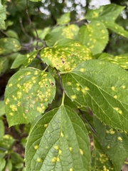 Pachypsylla celtidisvesicula