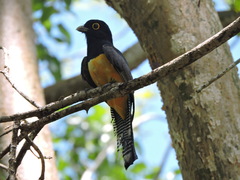 Trogon caligatus