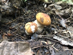 Boletus