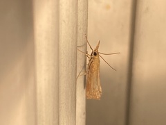 Parapediasia decorellus