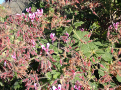 Pelargonium papilionaceum