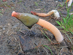 Phallus rugulosus