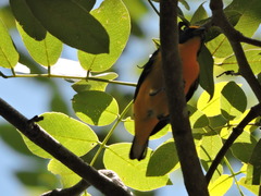 Euphonia hirundinacea