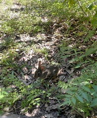 Sylvilagus floridanus