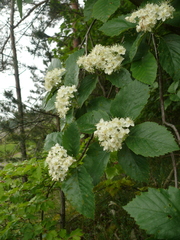 Karpatiosorbus haesitans