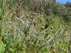 Leysera gnaphalodes